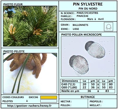 Photos des pollens téléchargés avec la version Ruchers.V4 (Noisetier à  Trèfle blanc) - Apiculture